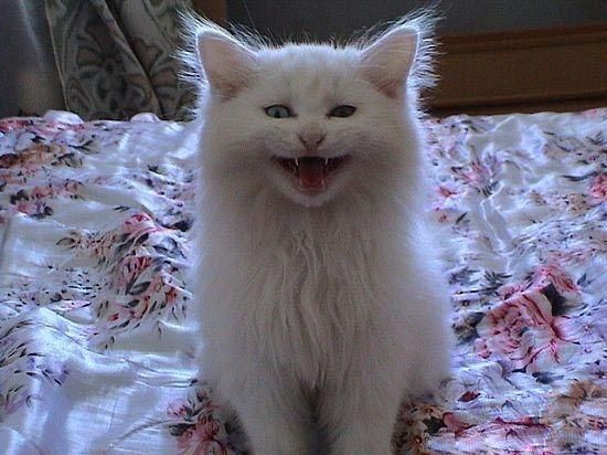 猫咪也能像狗狗一样接受训练，从铲屎官“进化成”猫主人！