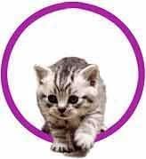 猫咪也能像狗狗一样接受训练，从铲屎官“进化成”猫主人！