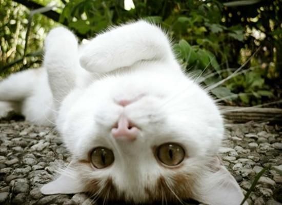 猫咪也能像狗狗一样接受训练，从铲屎官“进化成”猫主人！