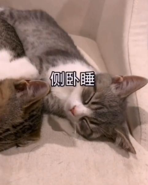 猫咪侧睡四肢伸直，探究宠物行为奥秘（深入了解猫咪侧睡姿势）