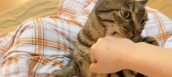 小猫一直抓人怎么办？如何训练猫咪减少攻击行为？