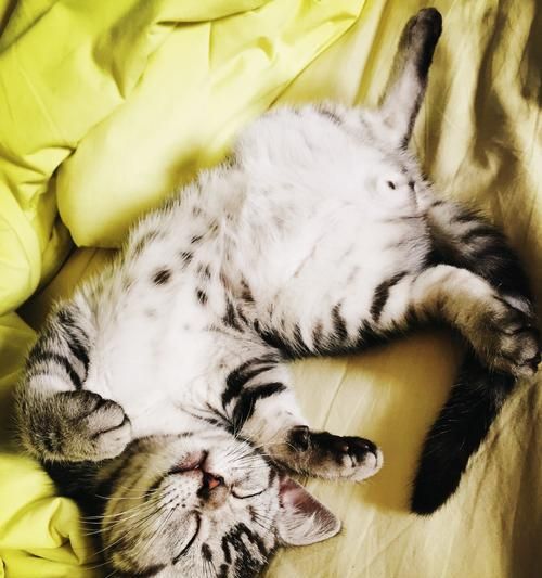 小猫一直抓人怎么办？如何训练猫咪减少攻击行为？