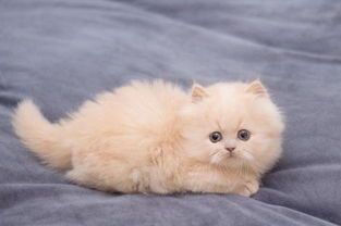 如何训练猫咪成为宠物伴侣?