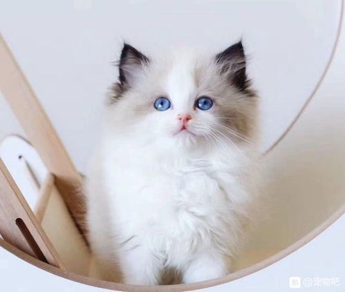 如何训练猫咪成为宠物伴侣?