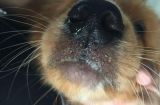 犬瘟流脓鼻涕药物治疗方案（细说药物治疗犬瘟流脓鼻涕的有效方法）