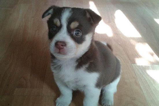 养中华田园犬注意事项，饲养中华田园犬的正确方法