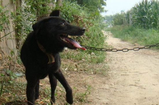 养中华田园犬注意事项，饲养中华田园犬的正确方法