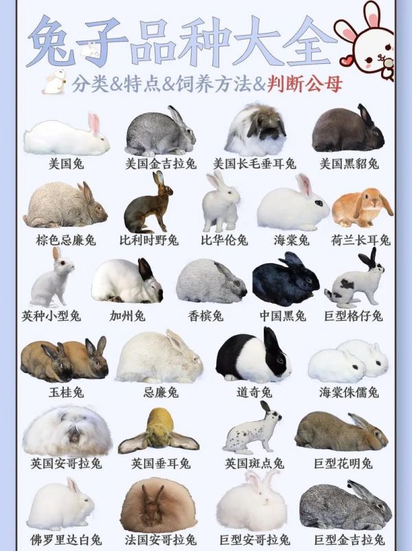 兔子的45种品种名称大全,兔子的45种品种名称大全图片
