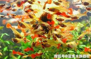 孔雀鱼繁殖技巧分享