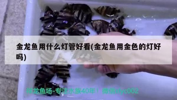 天津观赏鱼养殖场有哪些(天津观赏鱼渔场吗)(天津中环花鸟鱼虫市场,天津中环花鸟鱼虫市场养殖技术) 观赏鱼论坛