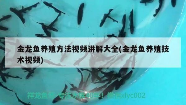金龙鱼养殖方法视频讲解大全(金龙鱼养殖技术视频)（金龙鱼养殖方法视频教程） 观赏鱼论坛