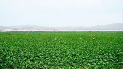 龙鱼要求vs祥龙鱼场（龙鱼养殖技术要点） 观赏鱼论坛 第4张
