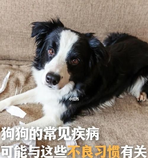 教你轻松让宠物狗改掉坏习惯（学会掌握方法，让狗狗变得更可爱）