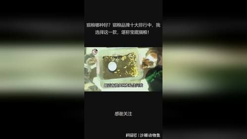 猫粮哪种好？猫粮品牌十大排行中，我选择这一款，堪称宝藏猫粮！