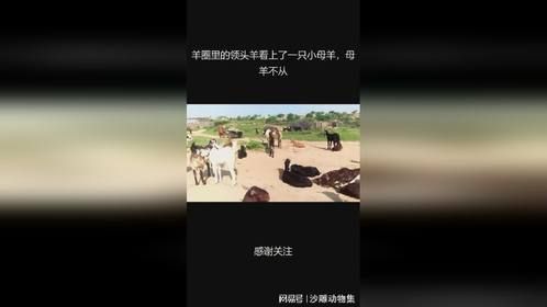 羊圈里的领头羊看上了一只小母羊，母羊不从