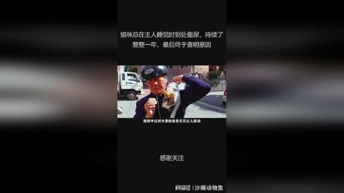 猫咪总在主人睡觉时到处撒尿，持续了整整一年，最后终于查明原因