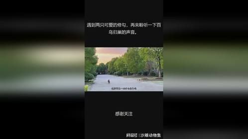遇到两只可爱的修勾，再来聆听一下百鸟归巢的声音。