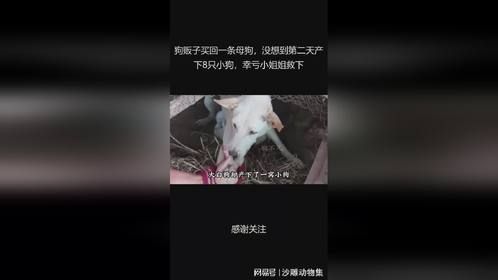 狗贩子买回一条母狗，没想到第二天产下8只小狗，幸亏小姐姐救下