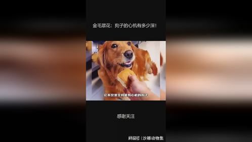 金毛翠花：狗子的心机有多少深！