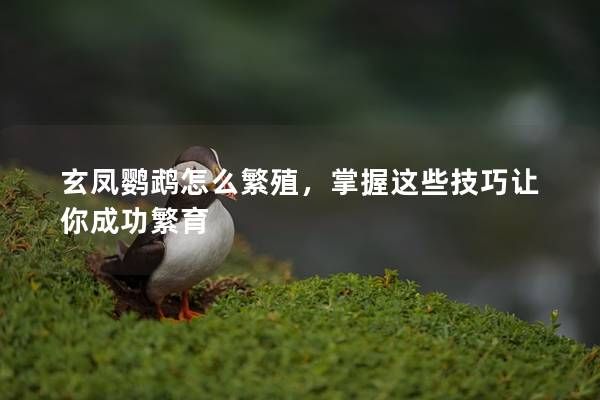 玄凤鹦鹉怎么繁殖，掌握这些技巧让你成功繁育