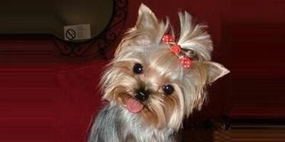 宠物犬分类和鉴赏
