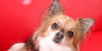 宠物犬分类和鉴赏