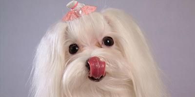 宠物犬分类和鉴赏