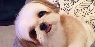宠物犬分类和鉴赏