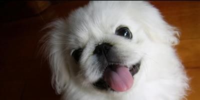 宠物犬分类和鉴赏