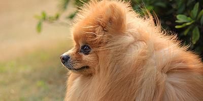 宠物犬分类和鉴赏