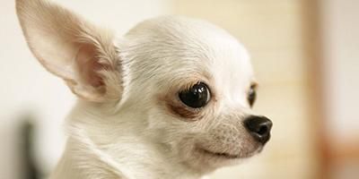 宠物犬分类和鉴赏