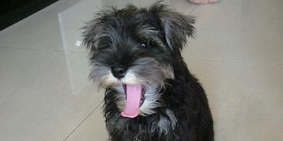宠物犬分类和鉴赏