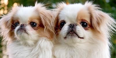 宠物犬分类和鉴赏