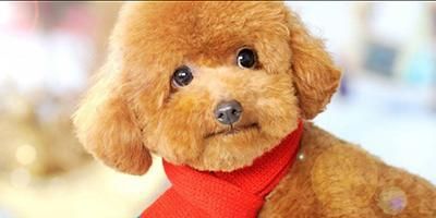 宠物犬分类和鉴赏