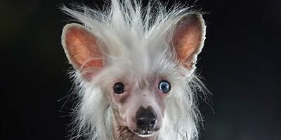 宠物犬分类和鉴赏