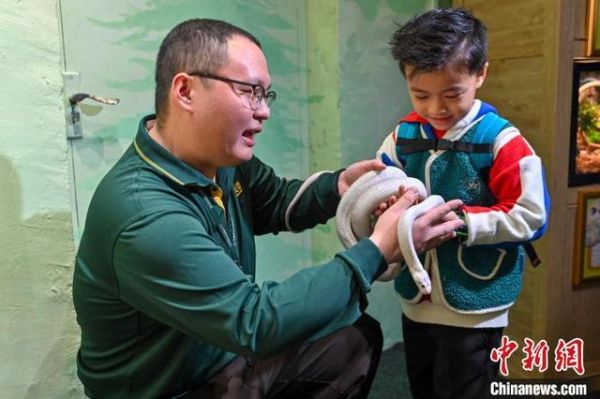 图为游客在蛇馆内与德州鼠蛇互动。中新社记者 陈骥旻 摄