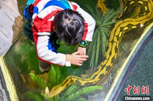图为蛇馆内展示的网纹蟒吸引游客。中新社记者 陈骥旻 摄