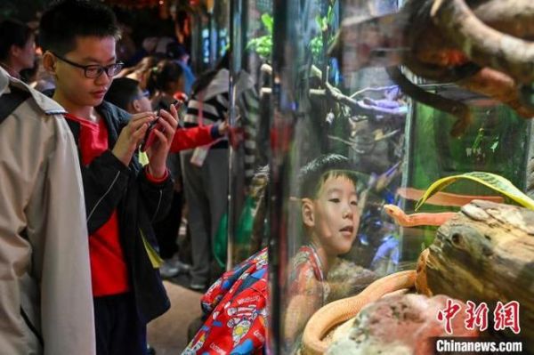 图为蛇馆内展示的玉米蛇吸引游客。中新社记者 陈骥旻 摄