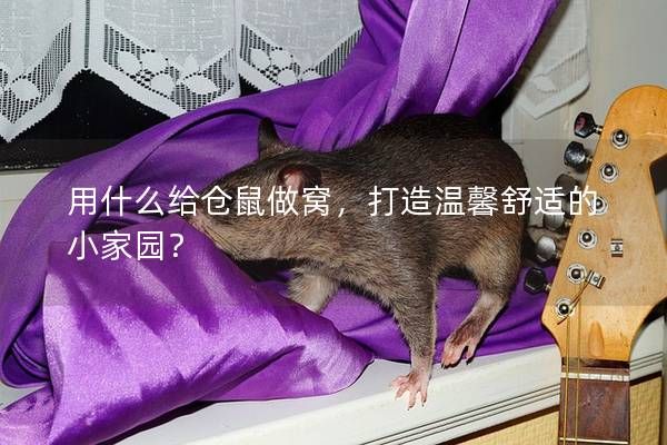 用什么给仓鼠做窝，打造温馨舒适的小家园？