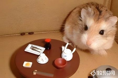 仓鼠养殖场是怎样养