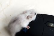 养殖仓鼠挣钱吗