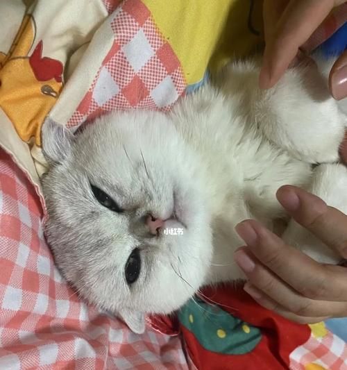 猫咪生病的常见表现（以宠物为主，如何识别猫咪生病）