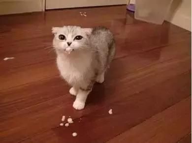 猫咪出现这四种症状，就是生病的征兆！