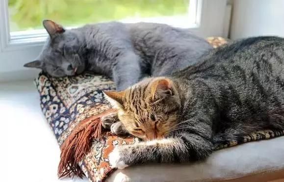 猫咪出现这四种症状，就是生病的征兆！