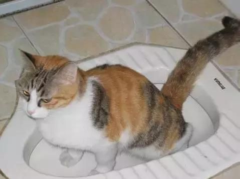 猫咪出现这四种症状，就是生病的征兆！