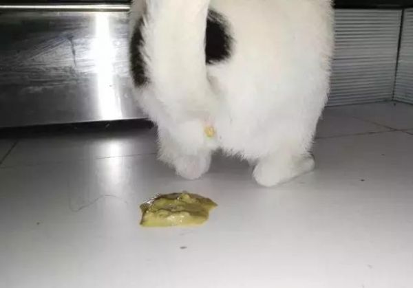 猫咪出现这四种症状，就是生病的征兆！
