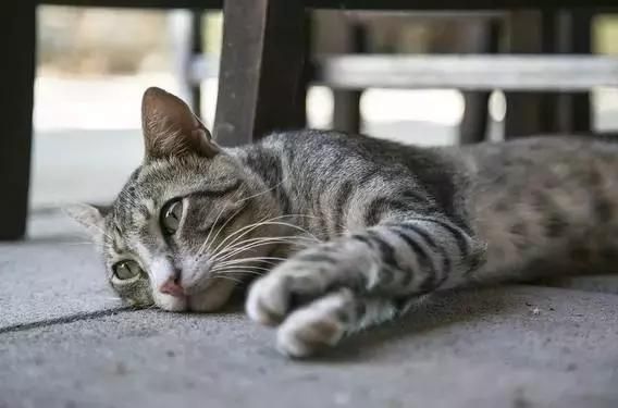 猫咪出现这四种症状，就是生病的征兆！