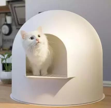 猫咪出现这四种症状，就是生病的征兆！