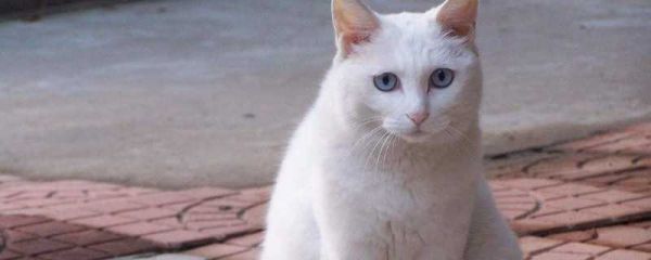 猫生病出现的症状