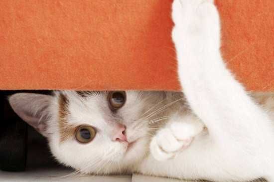 猫生病出现的症状